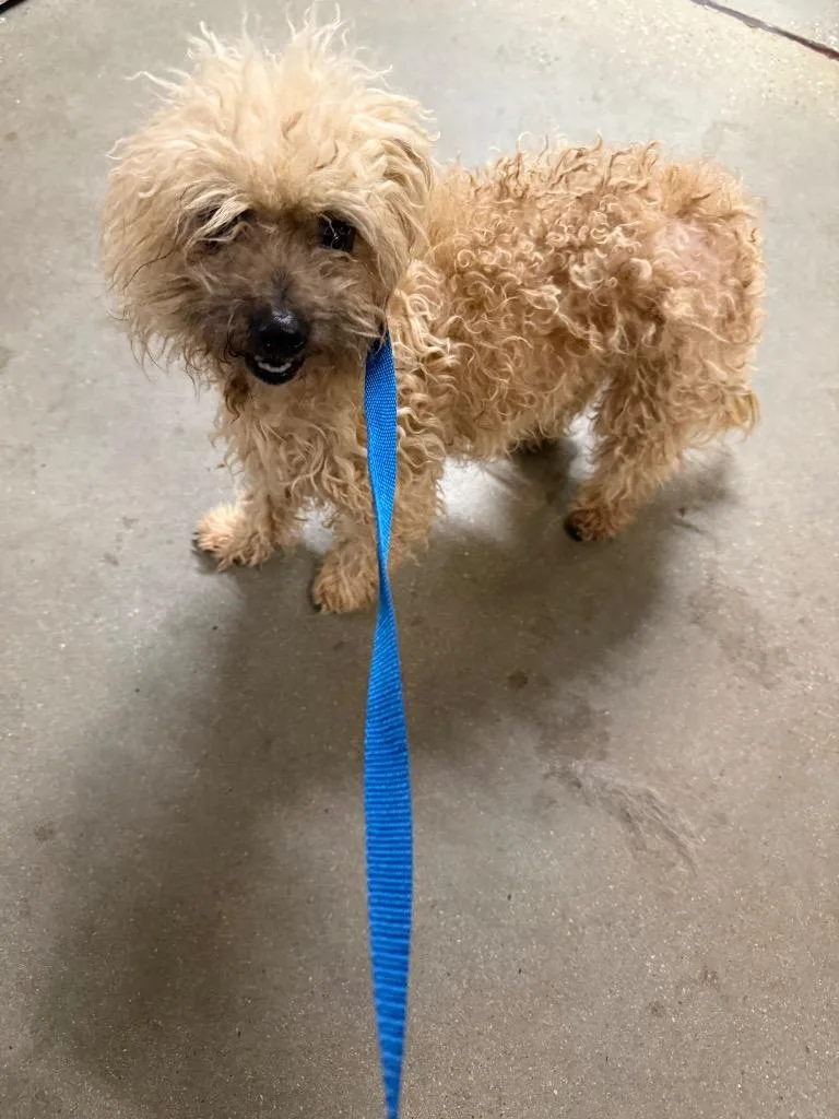 Cobb Salad thumbnail 2