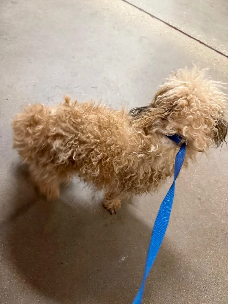 Cobb Salad thumbnail 3