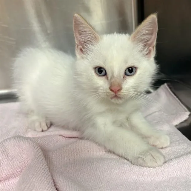 A baby small-sized male Domestic Short Hair cat named Tango for adoption in Rancho Cucamonga, CA