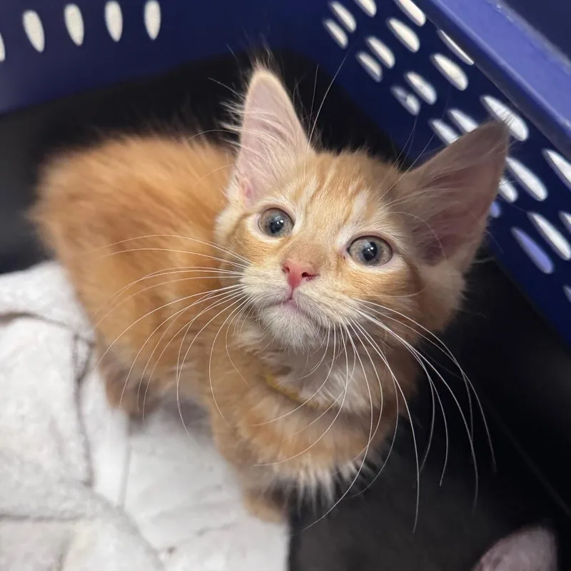 A baby small-sized male Orange / Red Domestic Medium Hair cat named Leatherface for adoption in Middleburg, FL
