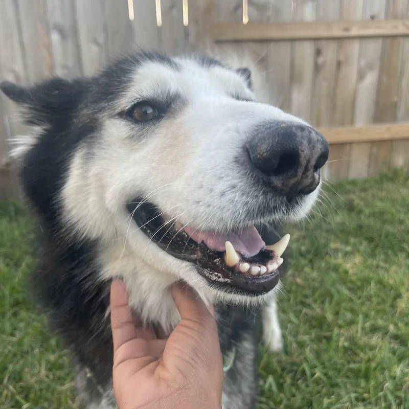An adult large-sized male White / Cream Husky dog named Daniel for adoption in Richmond, TX