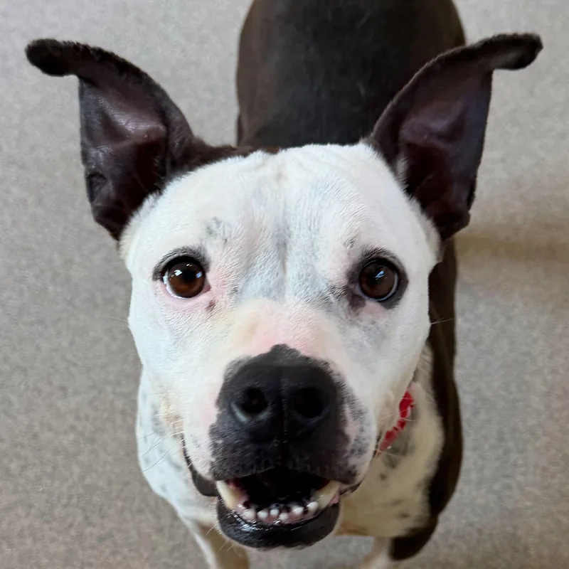 An adult medium-sized female Terrier dog named Poptart for adoption in Jefferson, WI