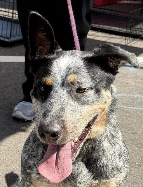 A young medium-sized male Australian Cattle Dog / Blue Heeler dog named Jake for adoption in Carrollton, GA
