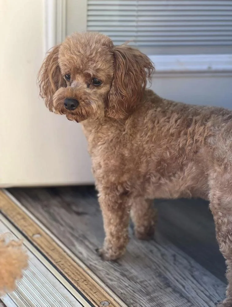 A young small-sized male Poodle dog named Jumbles for adoption in Milton, GA
