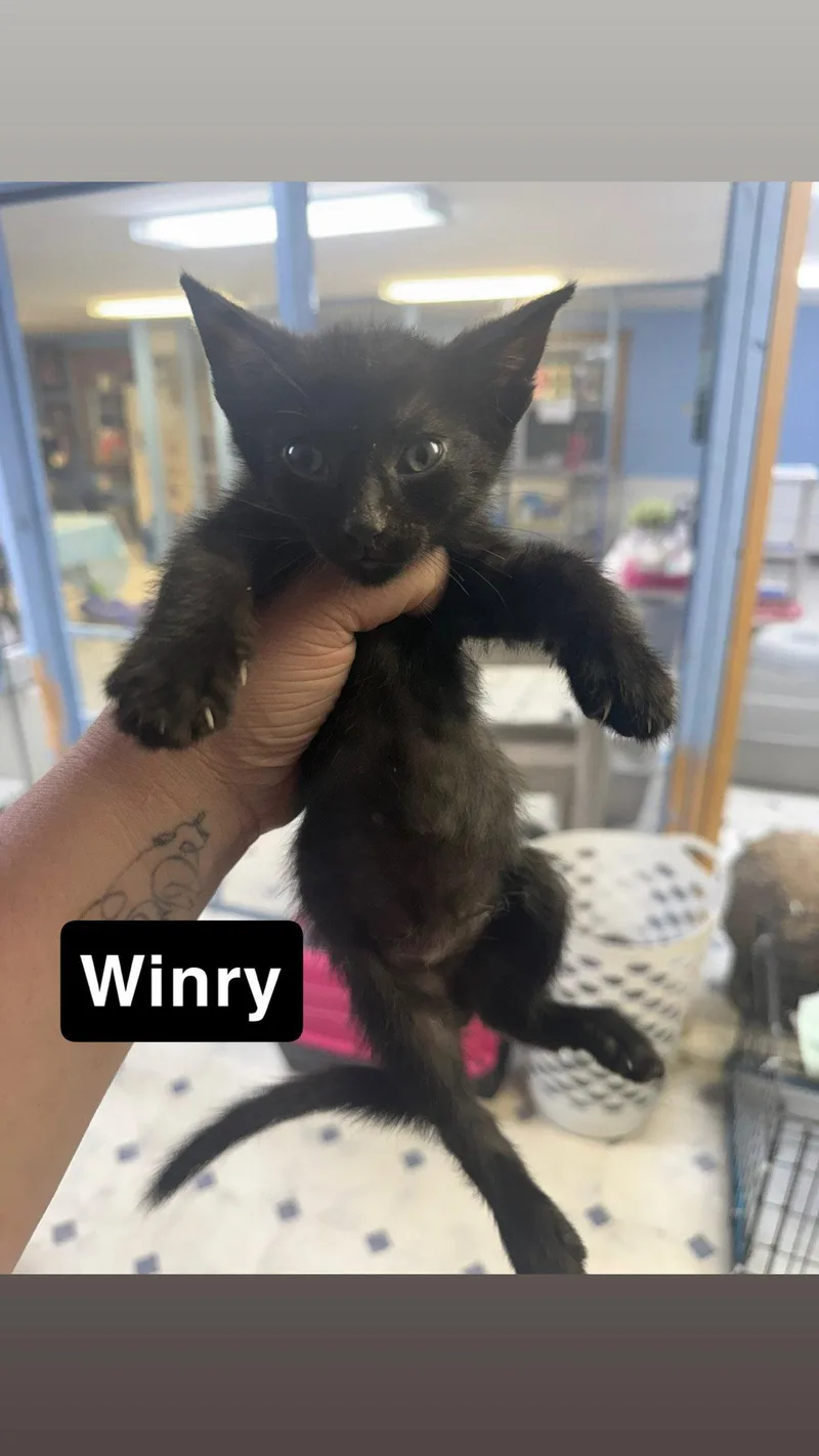 A baby small-sized female Black Domestic Short Hair cat named Winry for adoption in Coralville, IA