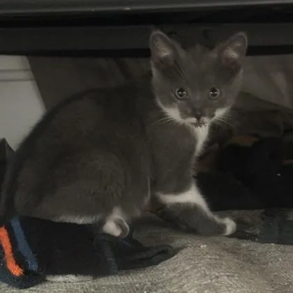 A baby small-sized female Gray / Blue / Silver Domestic Short Hair cat named Cady Heron for adoption in Kansas City, MO