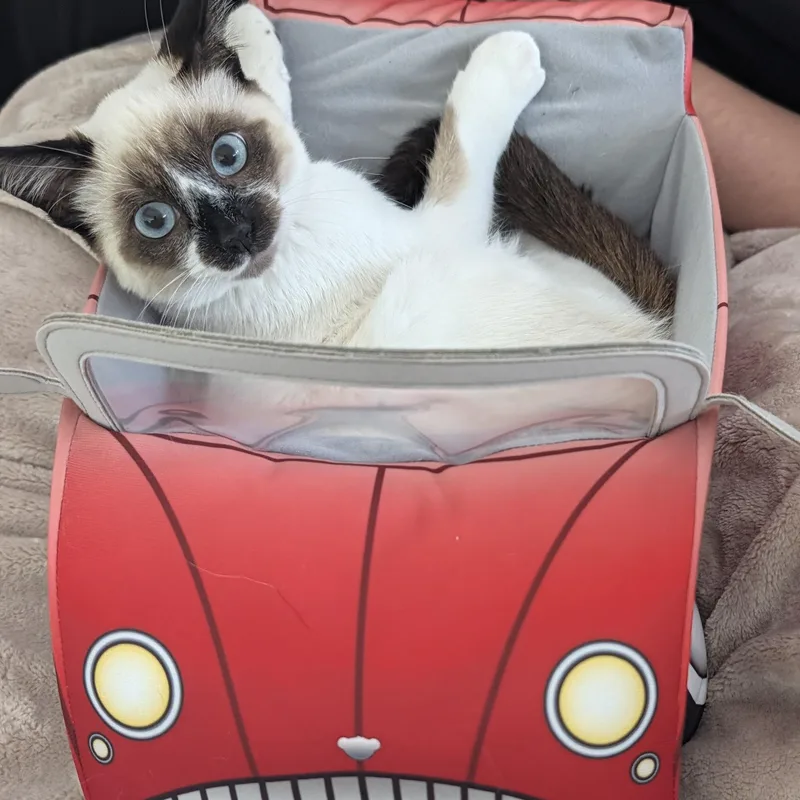 A baby small-sized male Siamese cat named Jon Snow for adoption in Bothell, WA
