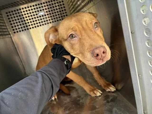 A baby large-sized male Pit Bull Terrier dog named Wowza for adoption in Phoenix, AZ