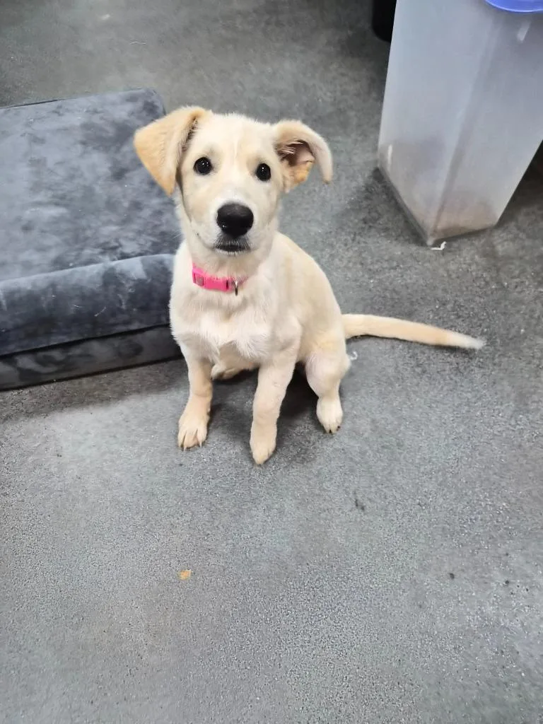A baby medium-sized female Mixed Breed dog named Limp Bizkit for adoption in Rome, GA