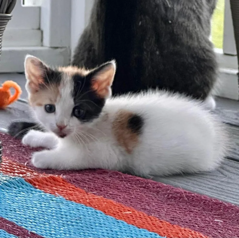 Bebe