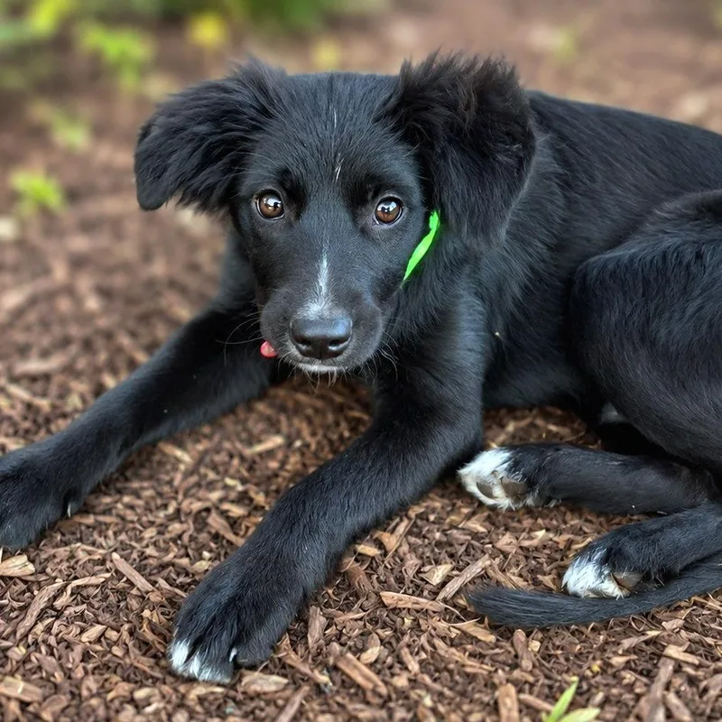 A baby small-sized male Black Spaniel dog named Nelson for adoption in Boerne, TX