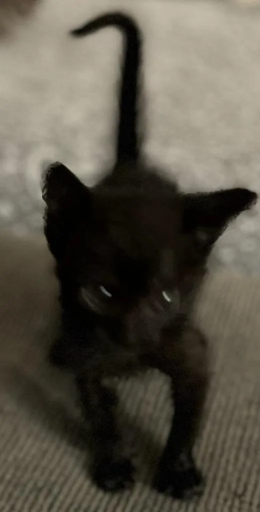 A baby small-sized female Domestic Short Hair cat named Lillyonna for adoption in HUNTINGTON BEACH, CA