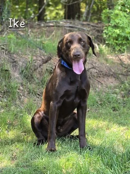 An adult large-sized male Brown / Chocolate Labrador Retriever dog named Ike for adoption in Bishop, GA