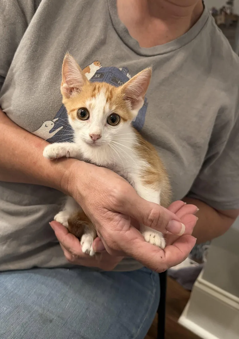 A young medium-sized female Orange & White Domestic Short Hair cat named Hacksaw for adoption in Camden, SC