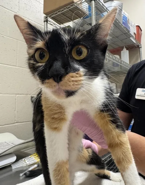 An adult medium-sized female Domestic Short Hair cat named Rumi for adoption in San Diego, CA