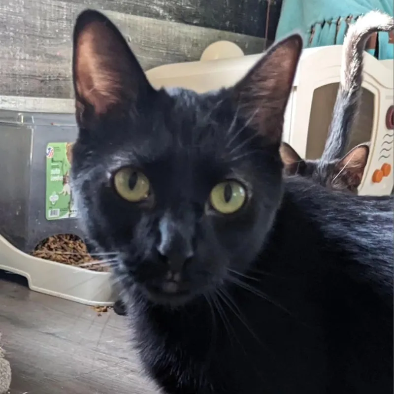 Esmeralda thumbnail 2