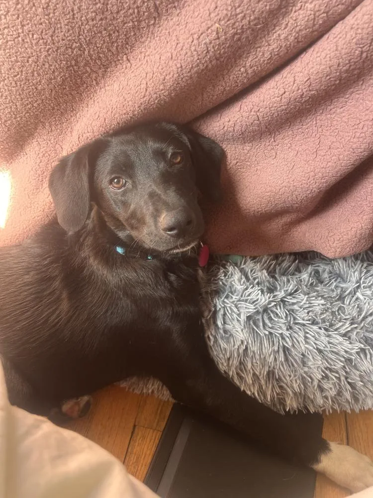 A baby medium-sized female Tricolor (Brown, Black, & White) Husky dog named Bonnie for adoption in Manhattan, NY