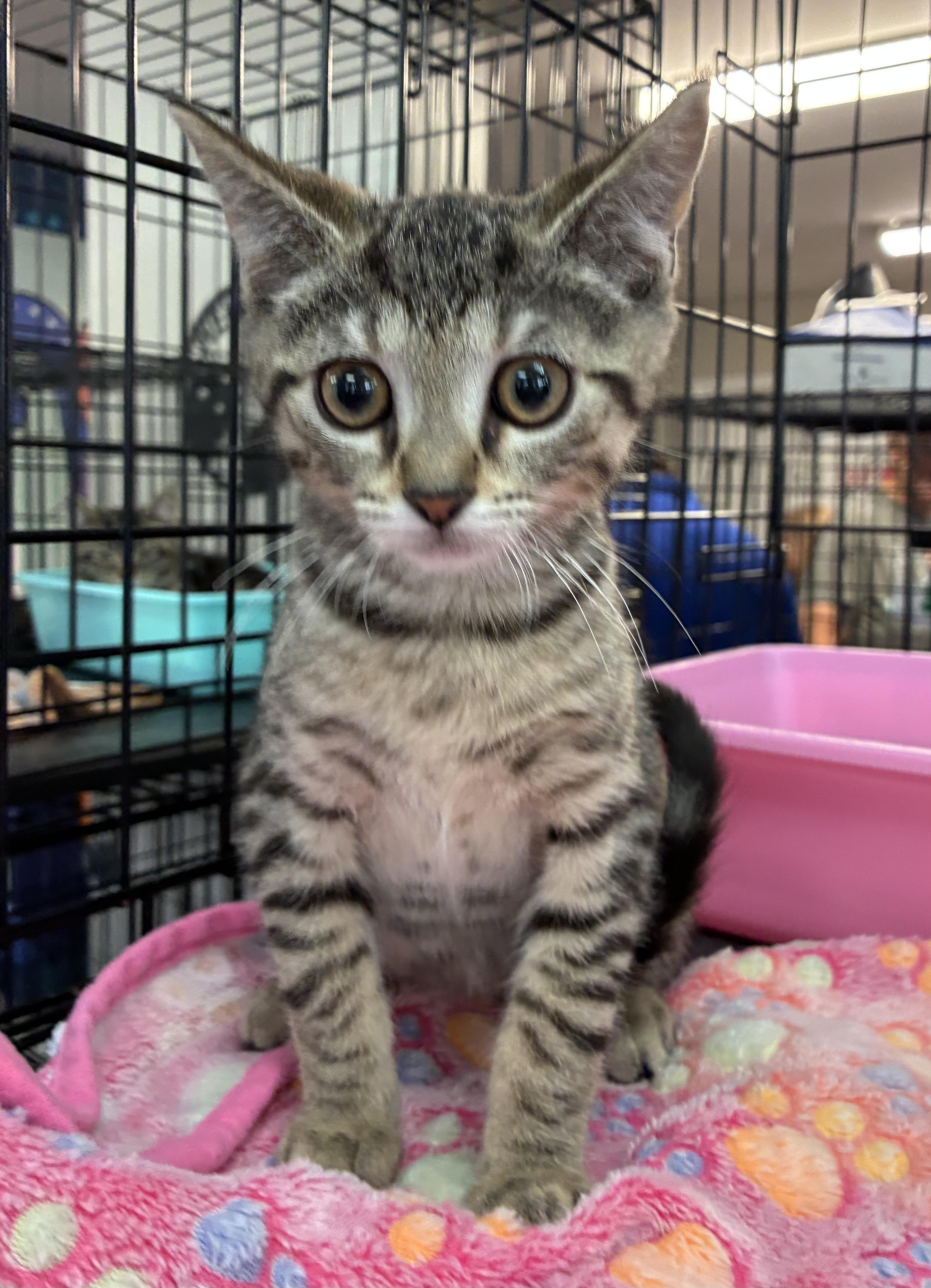 A baby medium-sized male Tabby (Tiger Striped) Domestic Short Hair cat named Skipper for adoption in Breinigsville, PA