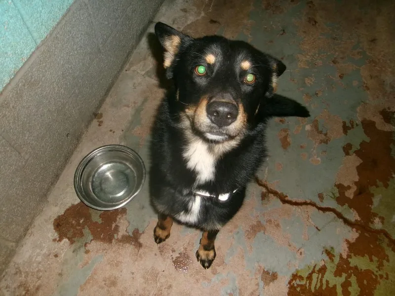 Cooper