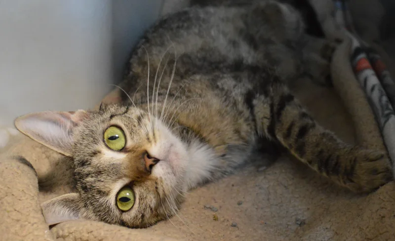 A young medium-sized female Tabby (Brown / Chocolate) Domestic Short Hair cat named Millicent for adoption in House Springs, MO