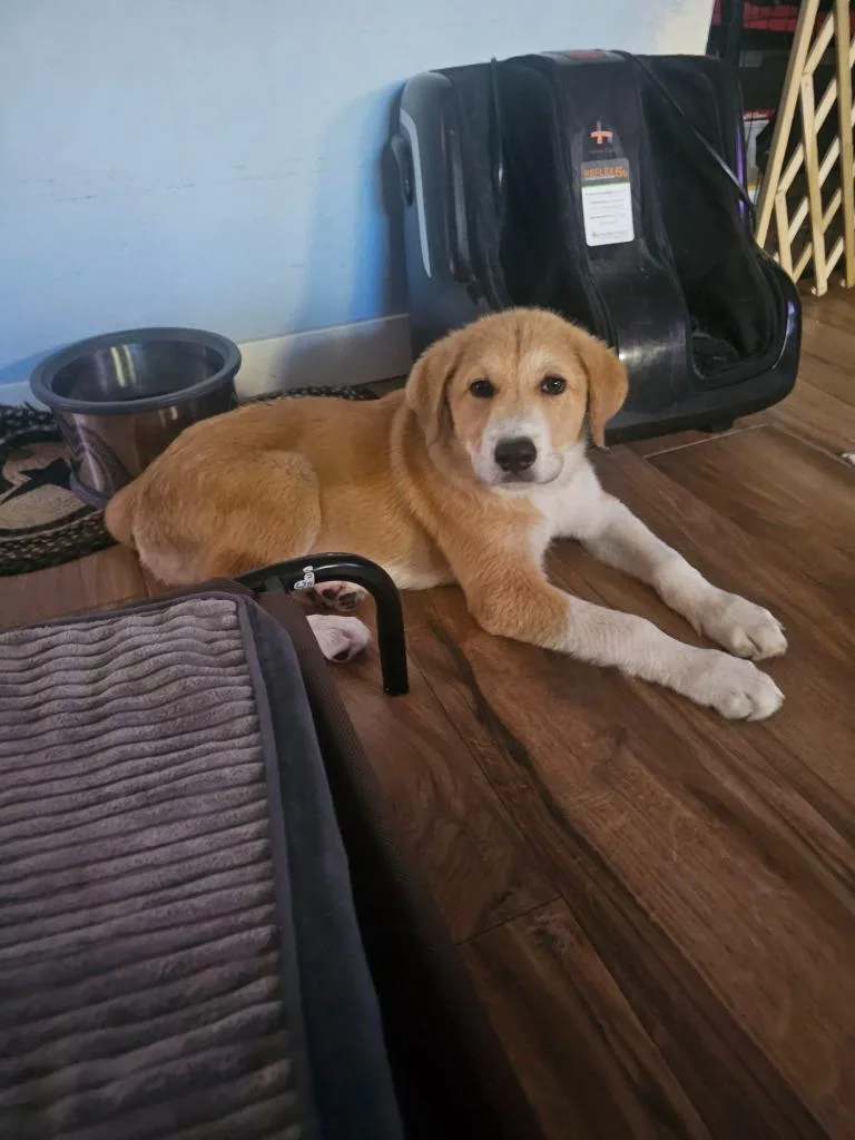 A baby medium-sized male Mixed Breed dog named Gizmo for adoption in Mesa, AZ