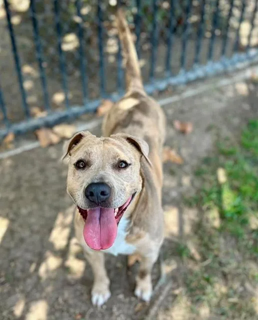 An adult large-sized female Pit Bull Terrier dog named Precious for adoption in Riverside, CA
