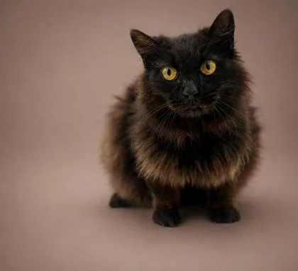 A young medium-sized female Domestic Medium Hair cat named Panther for adoption in Bowling Green, KY