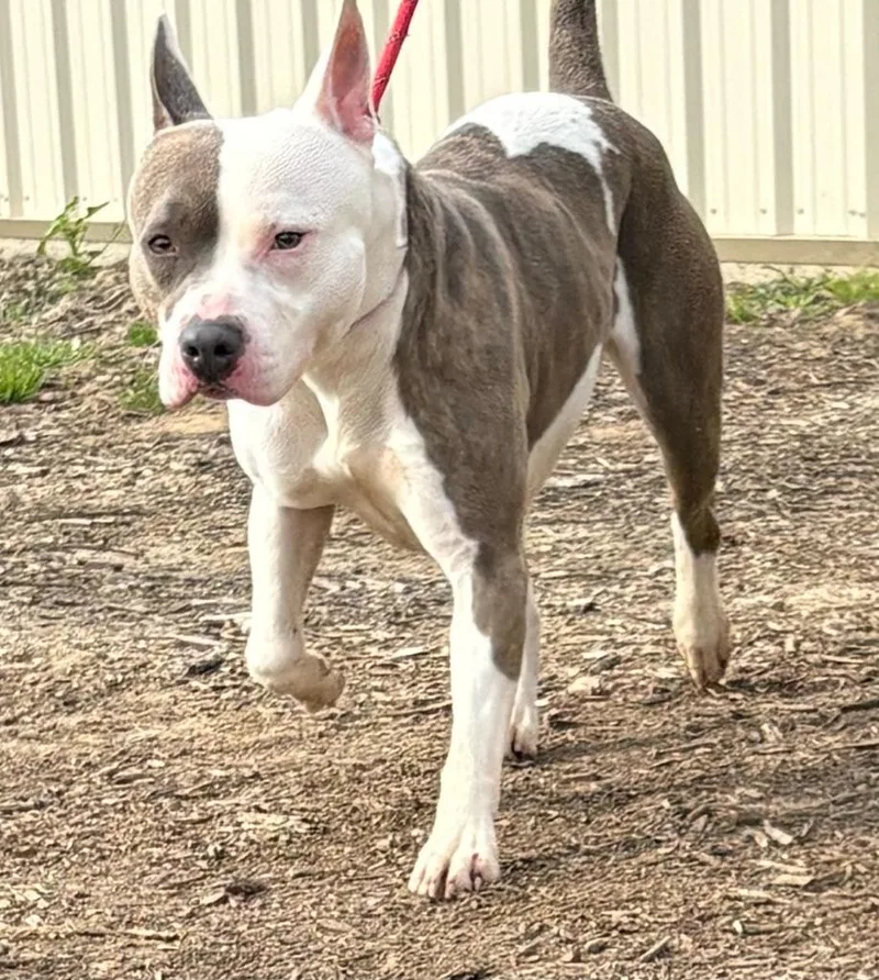 A young medium-sized female Pit Bull Terrier dog named Mochi for adoption in McFarland, CA