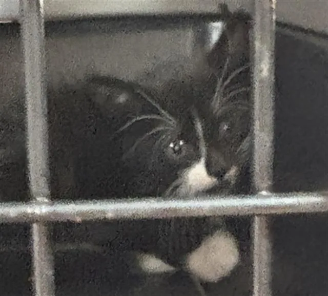 A baby small-sized male Domestic Short Hair cat named Chicken Parmesan for adoption in Fort Walton Beach, FL