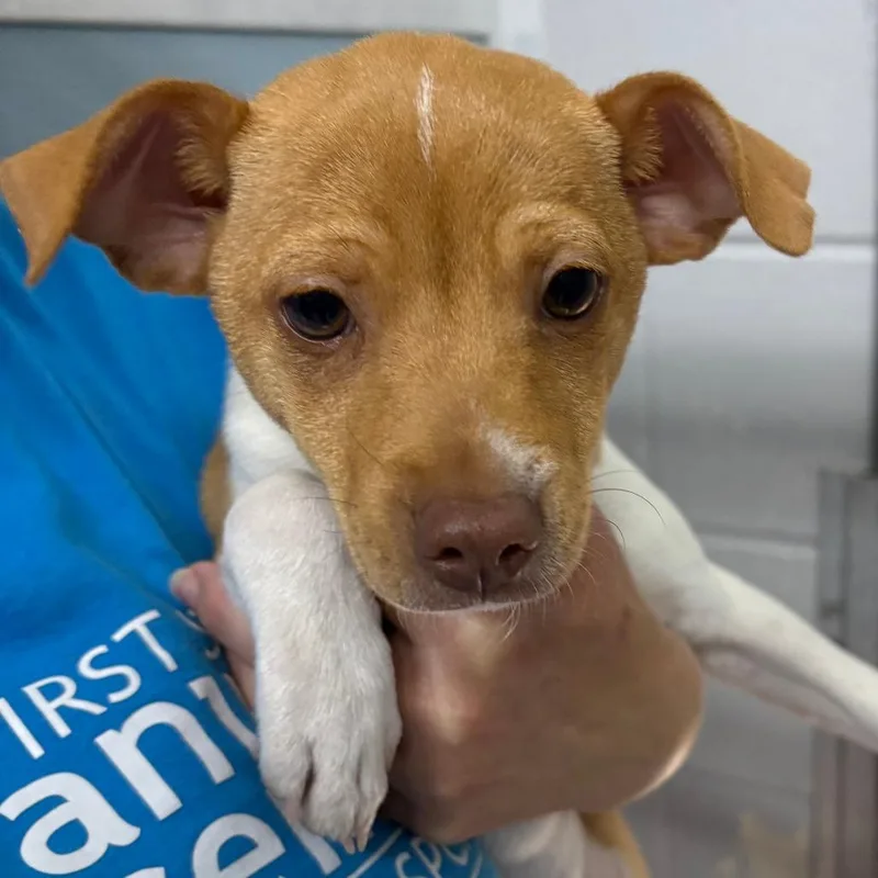 A baby small-sized male Yellow / Tan / Blond / Fawn Chihuahua dog named Jim for adoption in Camden, DE