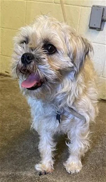 An adult small-sized female Lhasa Apso dog named September for adoption in Sacramento, CA