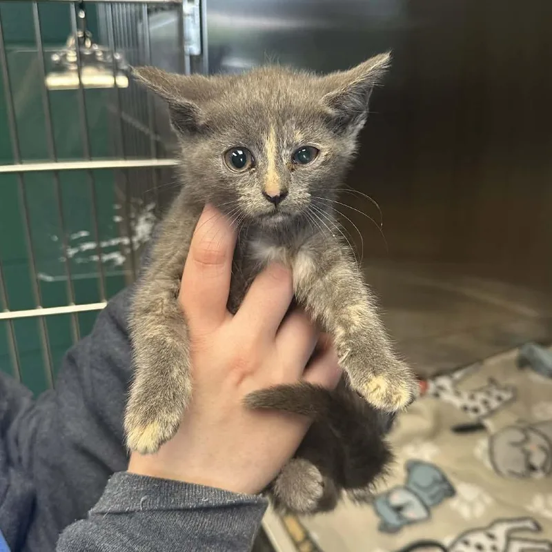 A baby small-sized female Tortoiseshell Domestic Short Hair cat named Kimba for adoption in Parkersburg, WV
