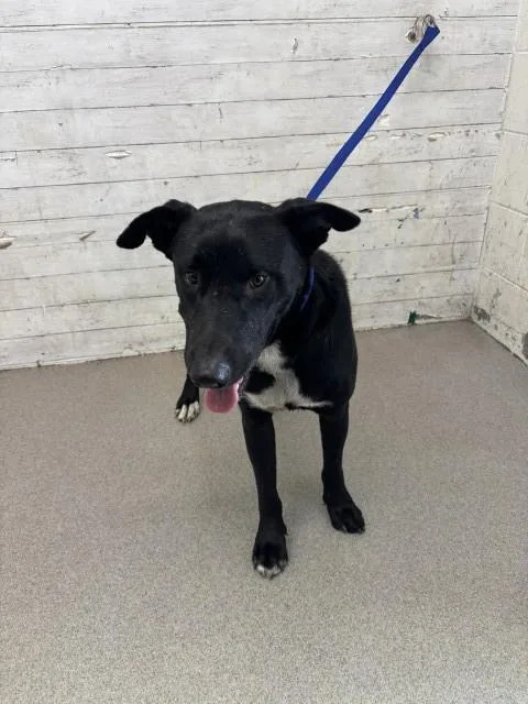 A young medium-sized male Labrador Retriever dog named Bacon for adoption in San Bernardino, CA