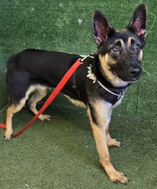 A young medium-sized male German Shepherd Dog dog named Midnight for adoption in Lancaster, CA
