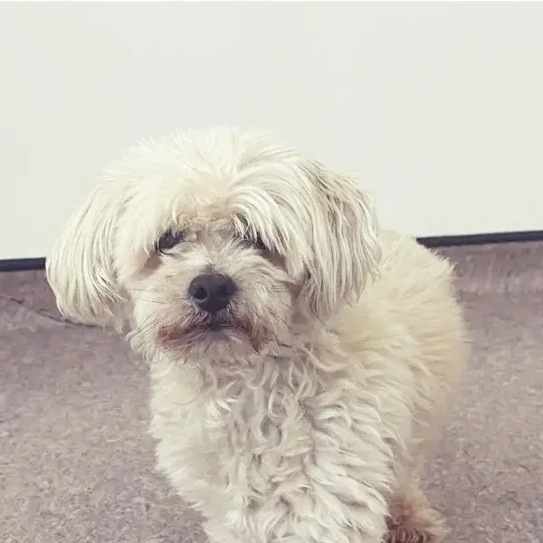 Charmin