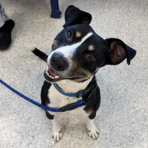 An adult medium-sized male Parson Russell Terrier dog named Hawkeye for adoption in Des Moines, IA