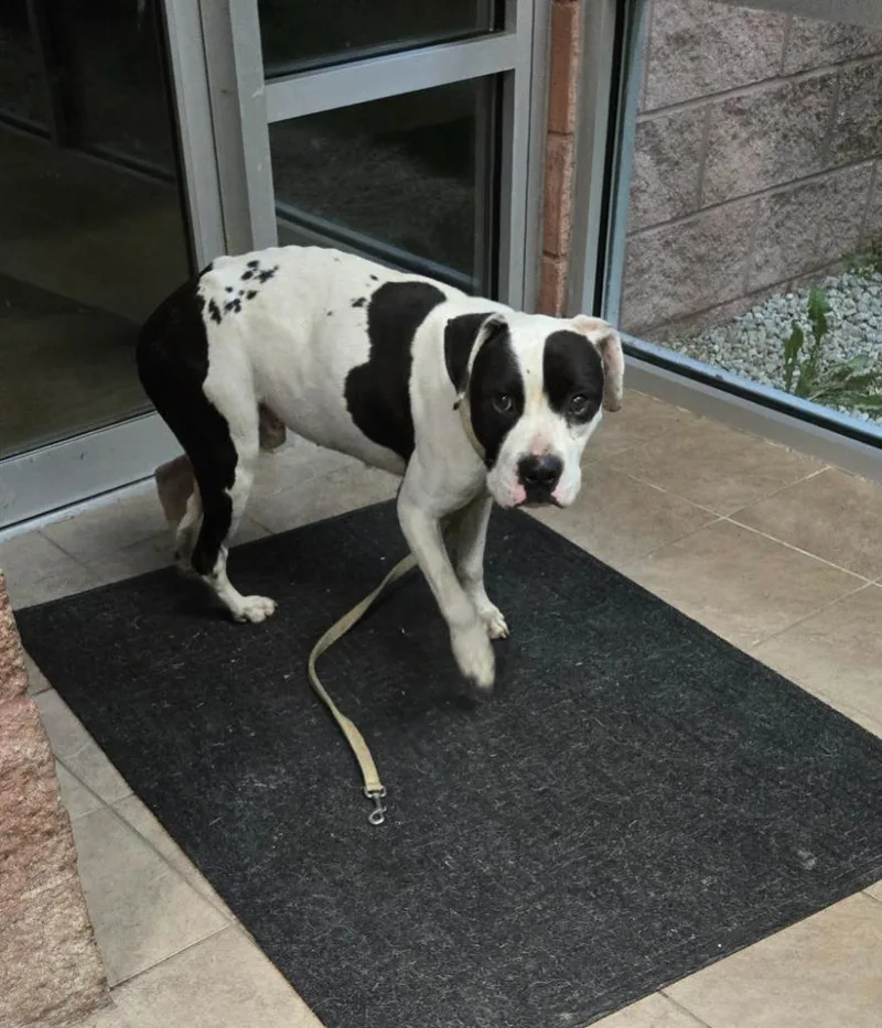 A young medium-sized male Pit Bull Terrier dog named Ruger for adoption in Marion, OH