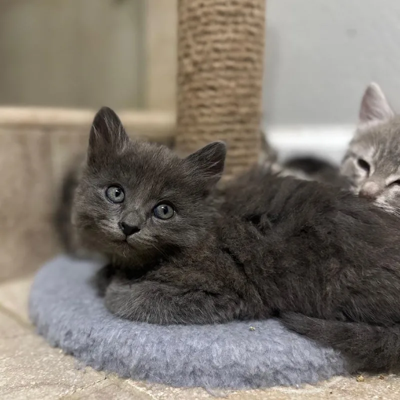 A baby small-sized female Gray / Blue / Silver Domestic Long Hair cat named Wilma for adoption in Fresno, CA