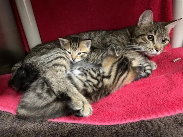 A young medium-sized female Domestic Short Hair cat named Candy Apple for adoption in Derwood, MD