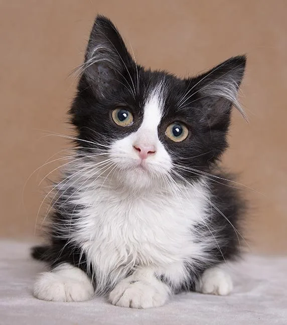 A baby medium-sized female Black & White / Tuxedo Domestic Medium Hair cat named Harper & Grace for adoption in Chicago, IL