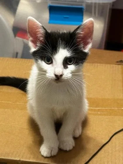 A baby small-sized female Domestic Short Hair cat named WillyNilly for adoption in Chamblee, GA