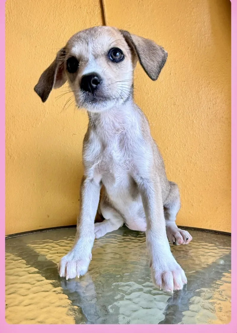 A baby medium-sized female Yellow / Tan / Blond / Fawn Border Terrier dog named Nany for adoption in Lake Forest, IL