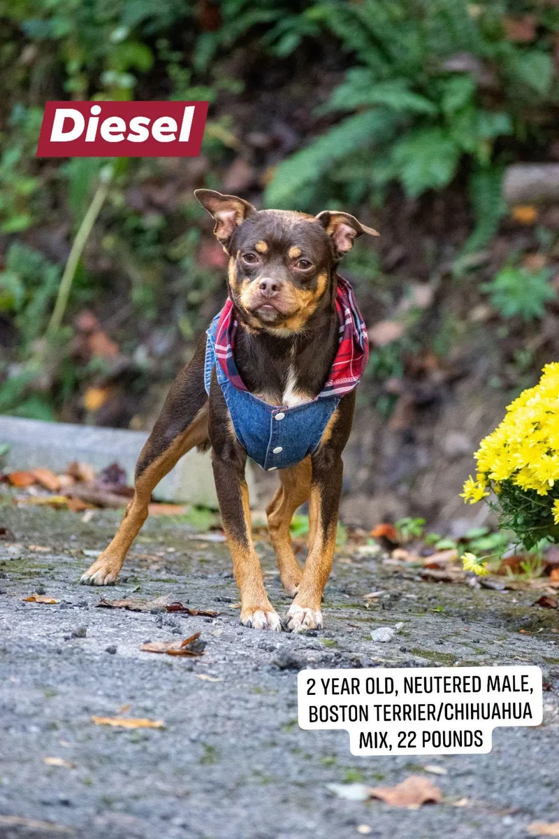 An adult small-sized male Boston Terrier dog named Diesel for adoption in Sevierville, TN