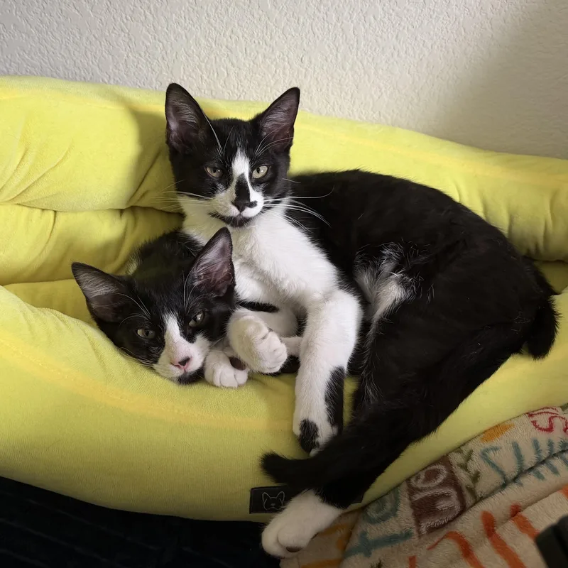 Jaguar “jag” thumbnail 2