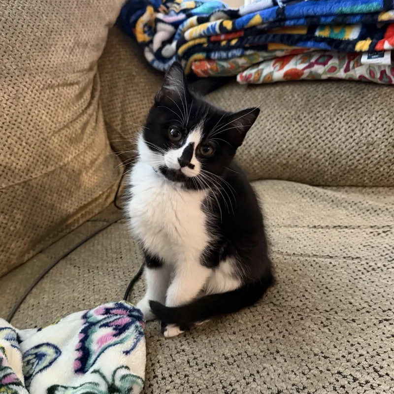A young medium-sized male Black & White / Tuxedo Tuxedo cat named Jaguar “jag” for adoption in Coppell, TX