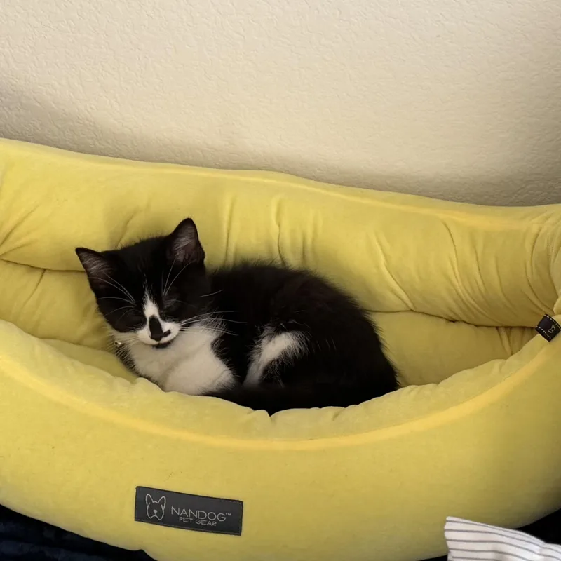 Jaguar “jag” thumbnail 3