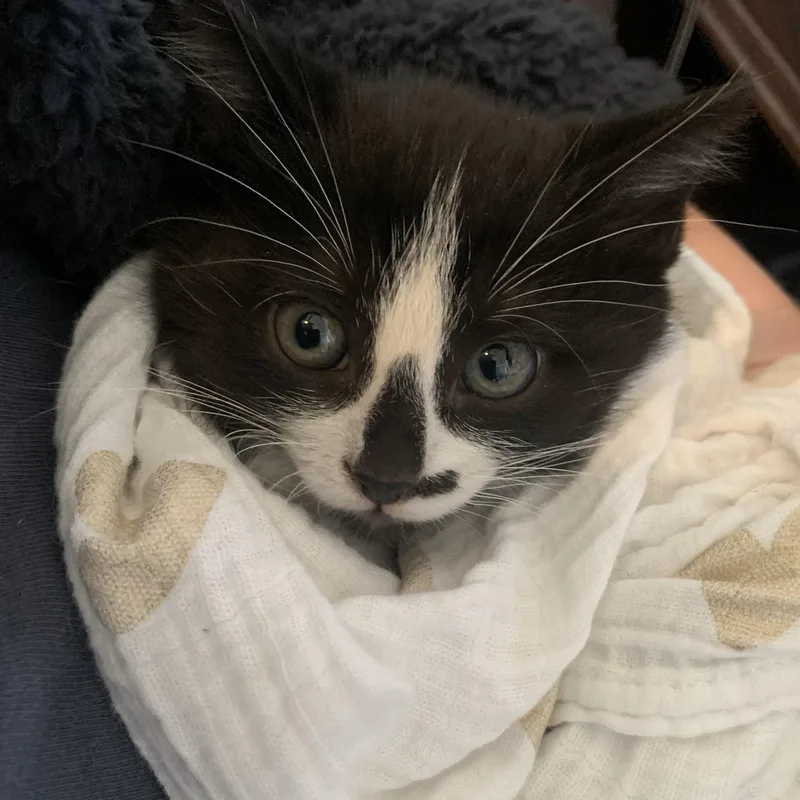 Jaguar “jag” thumbnail 4