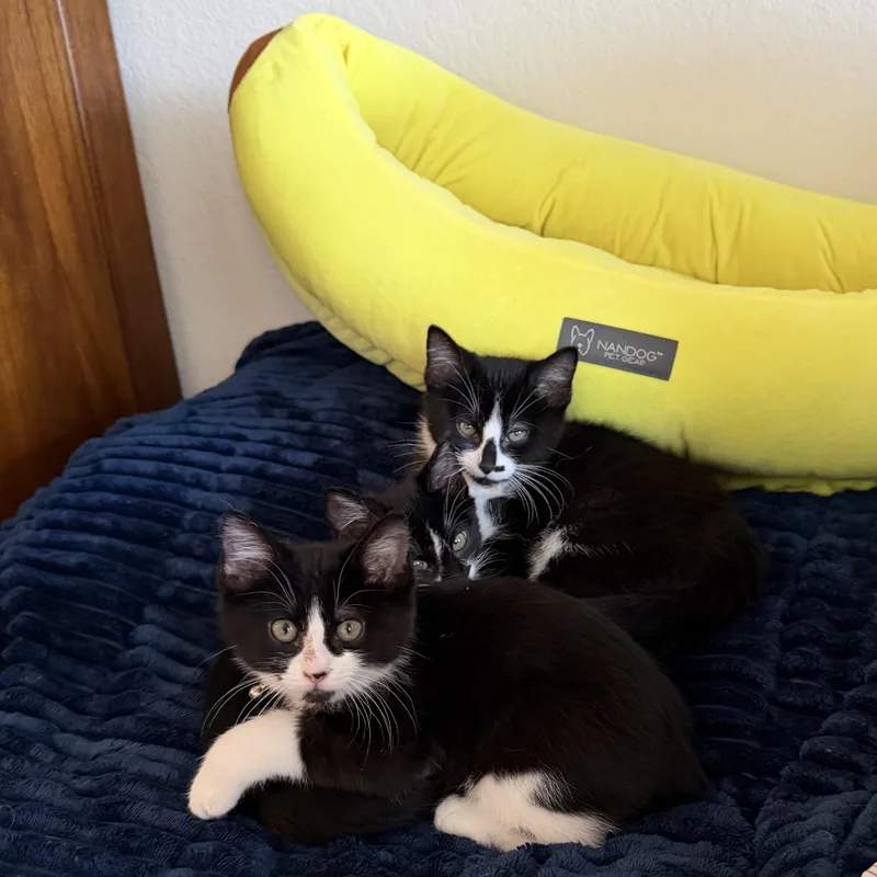 Jaguar “jag” thumbnail 5