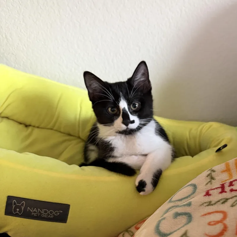 Jaguar “jag” thumbnail 6