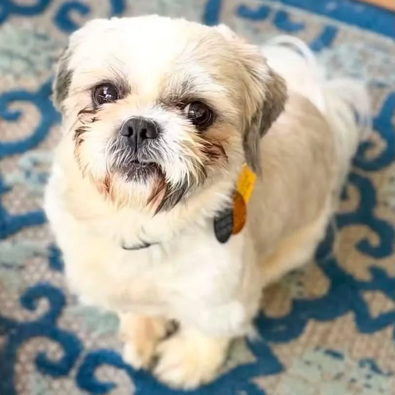 An adult small-sized male White / Cream Shih Tzu dog named Simba Turner for adoption in Plano, TX